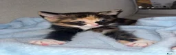 Mixed Breed cats for sale: Mixed breed kittens  - Advert 2
