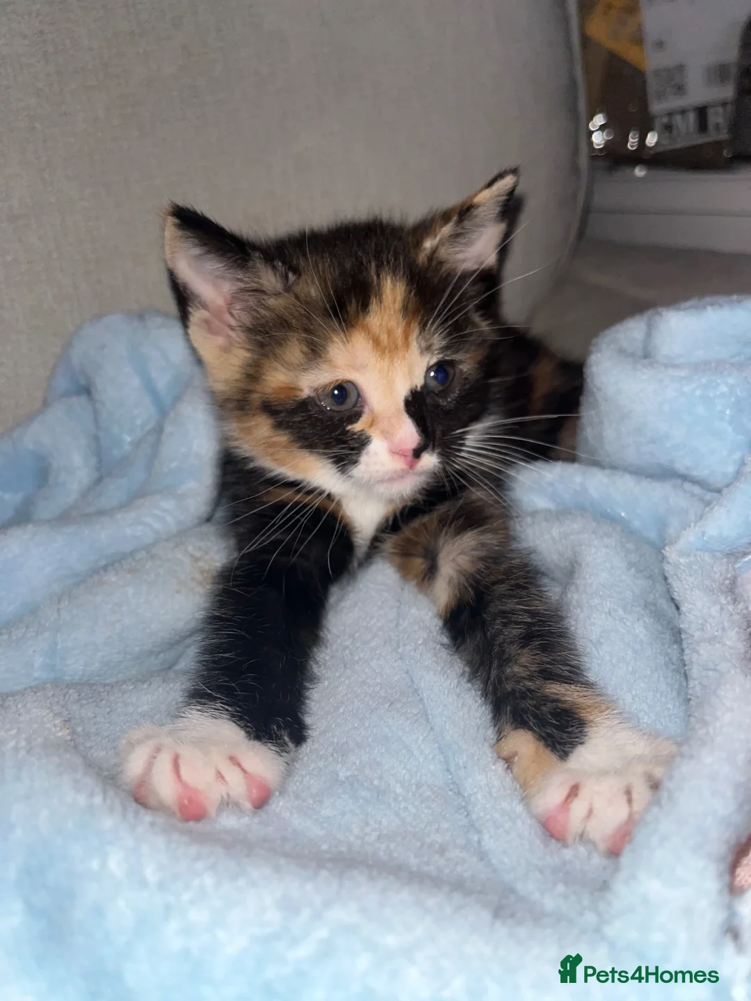 Mixed Breed cats for sale: Mixed breed kittens  - Advert 2