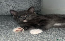 British Shorthair cats for sale: British shorthair x Bengal kittens - Image 5