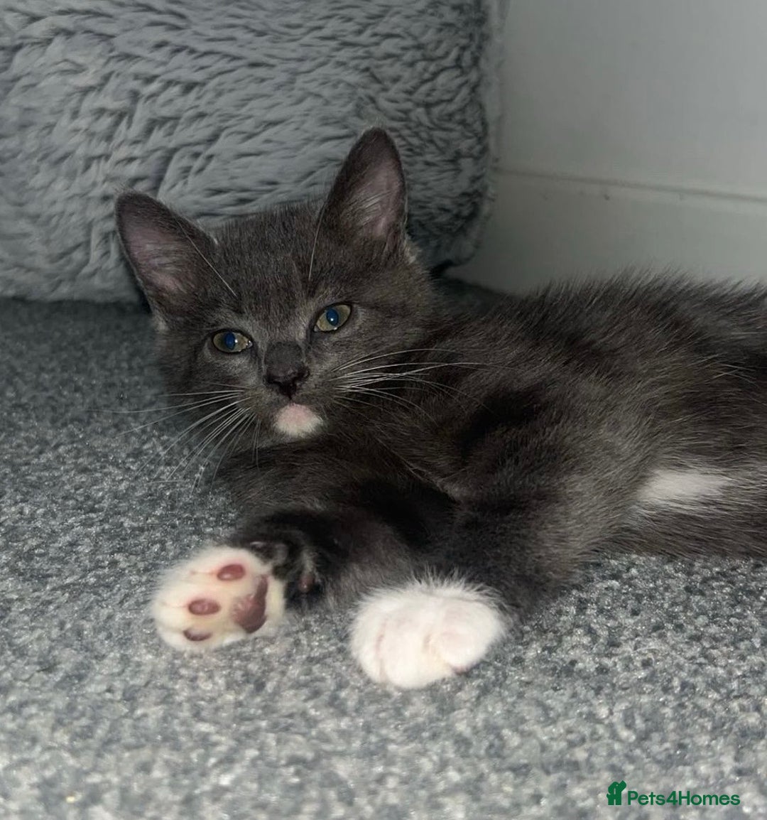 British Shorthair cats for sale: British shorthair x Bengal kittens - Image 5