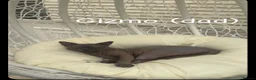Sphynx cats for sale: Sphynx kittens  - Advert 3