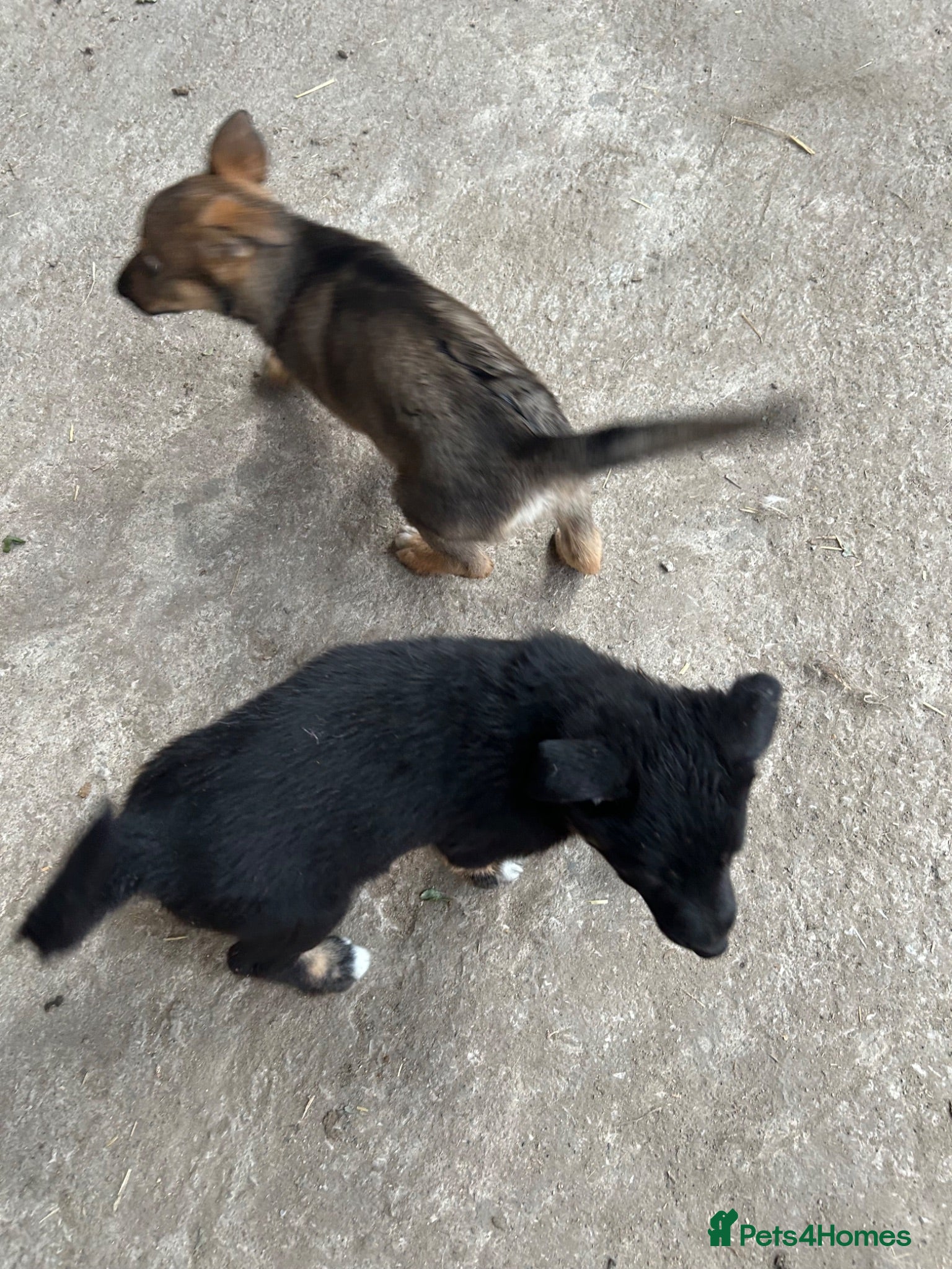 Mixed Breed dogs Border Collies x German shepherds for sale  - Advert 13
