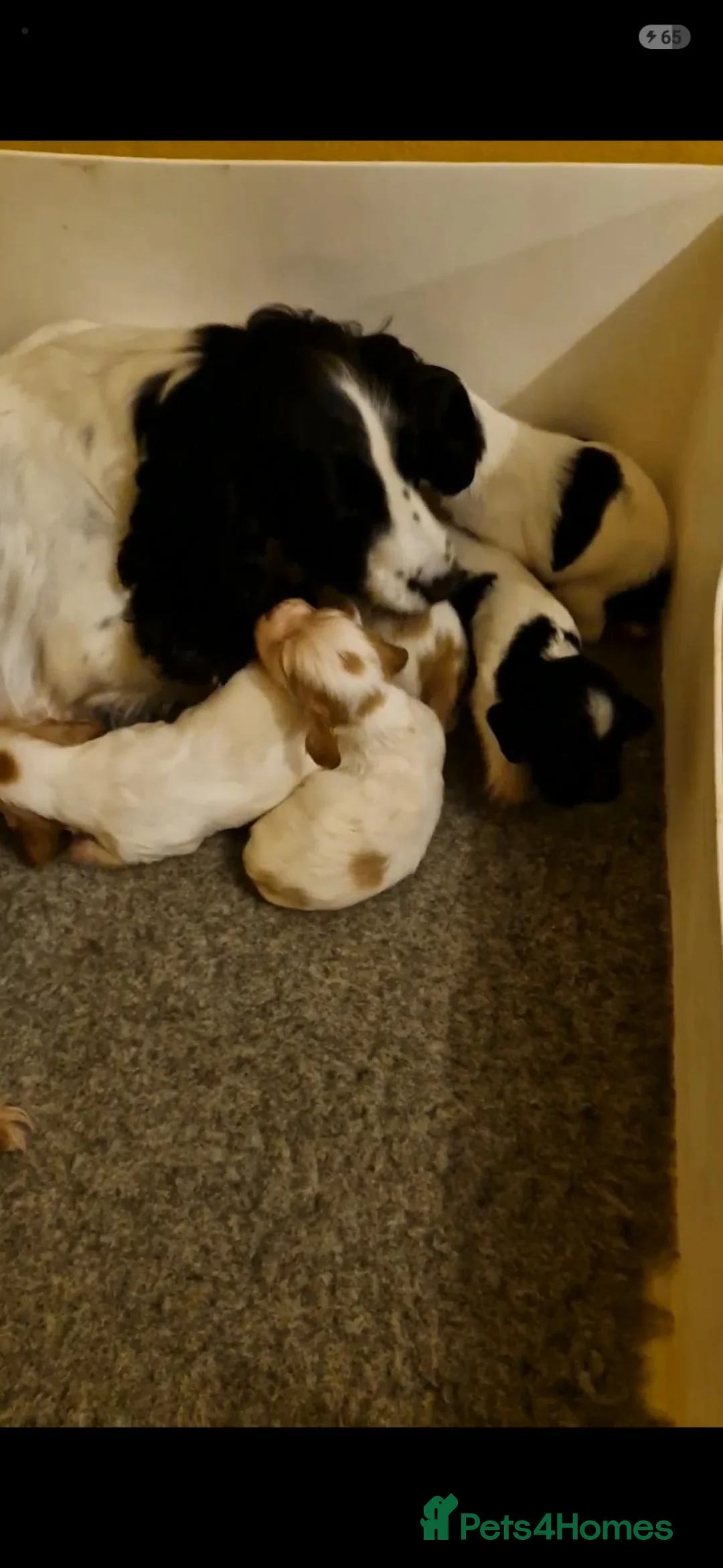 Cocker Spaniel dogs for sale: Working cocker spaniel puppies - Advert 2