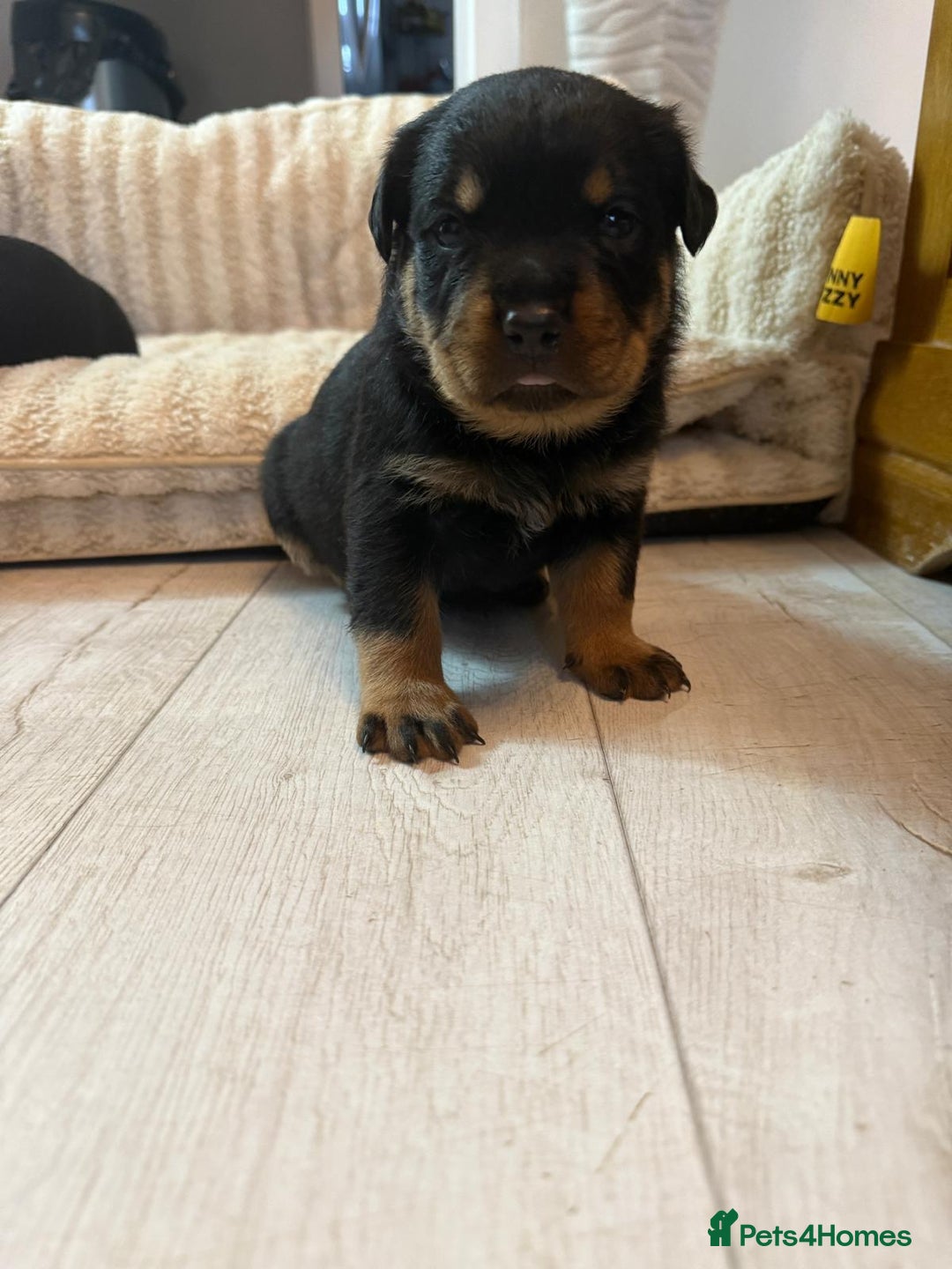 Rottweiler dogs for sale: ROTTWEILER PUPPIES- READY  29/12/25 - Advert 10