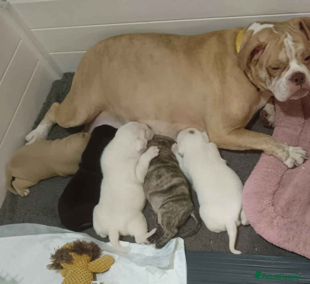 Mixed Breed dogs for sale: OLD ENGLISH BULLDOG X - Advert 6