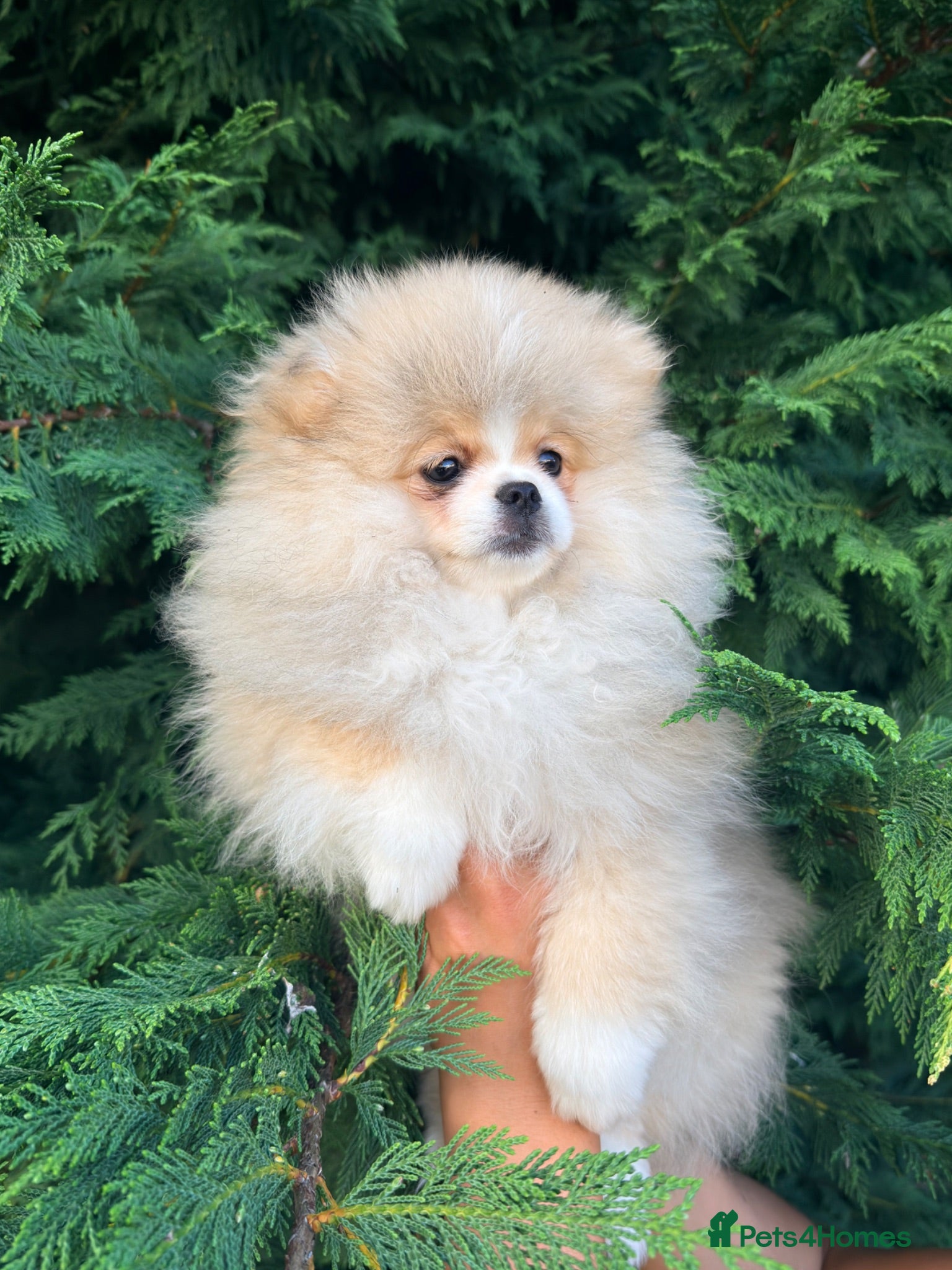 Pomeranian dogs Stunning Teddy Bear,KC Registered,Fluffy & Loving  - Advert 6
