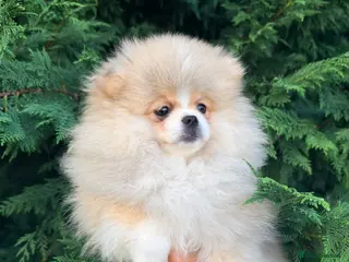 Pomeranian dogs Stunning Teddy Bear,KC Registered,Fluffy & Loving - Advert 6