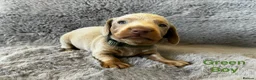 Miniature Dachshund dogs for sale: Gorgeous Miniature Dachshund puppies - Advert 2
