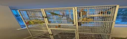 Parrots birds for sale: Male Alexandrine For Sale 🦜  in Dunstable - Advert 5