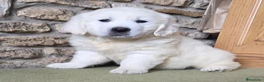 Golden Retriever 3