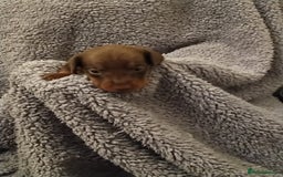 Miniature Dachshund dogs for sale: Miniature dachshund puppies - Image 10