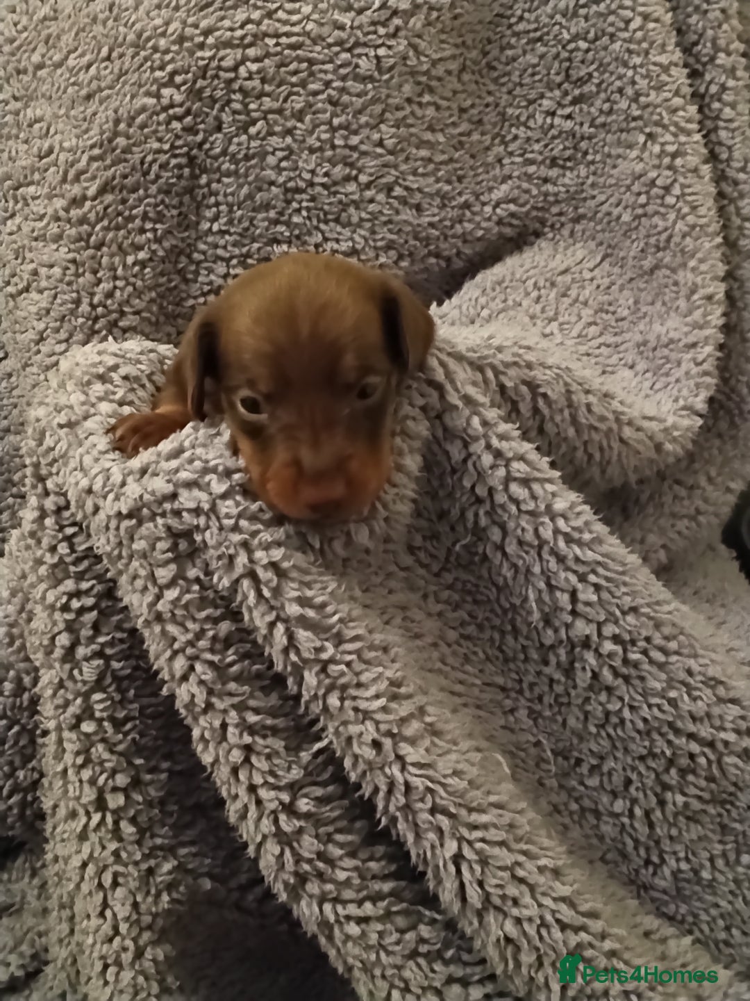 Miniature Dachshund dogs for sale: Miniature dachshund puppies - Image 10