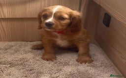 Cockalier dogs for sale: Gorgeous Cockalier Puppies… - Image 13