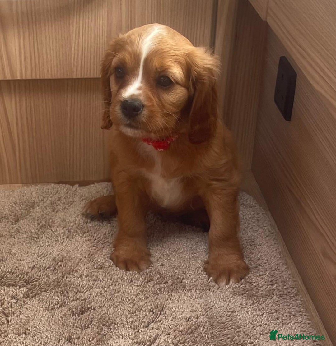 Cockalier dogs for sale: Gorgeous Cockalier Puppies… - Image 13