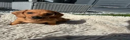 Miniature Dachshund dogs for sale: Miniature Dachshund  - Advert 1