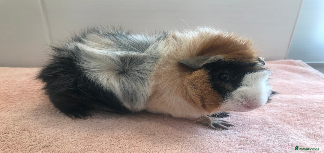 Gallery Image {{count}}