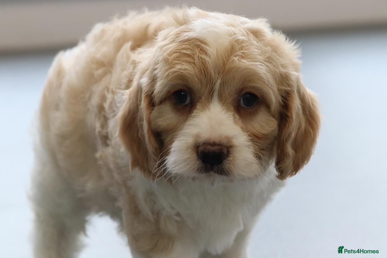 Cavapoo dogs Beautiful CAVAPOOCHON puppies for sale - Advert 2
