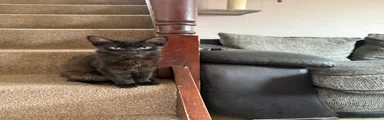 British Shorthair 2