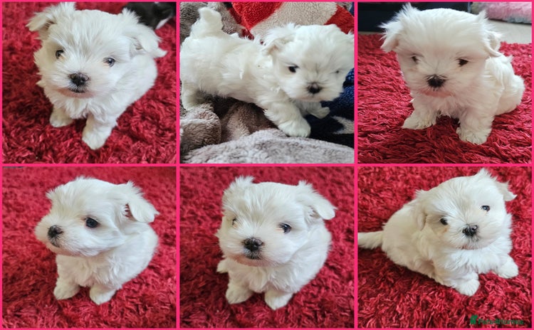 Maltese dogs - Advert 2