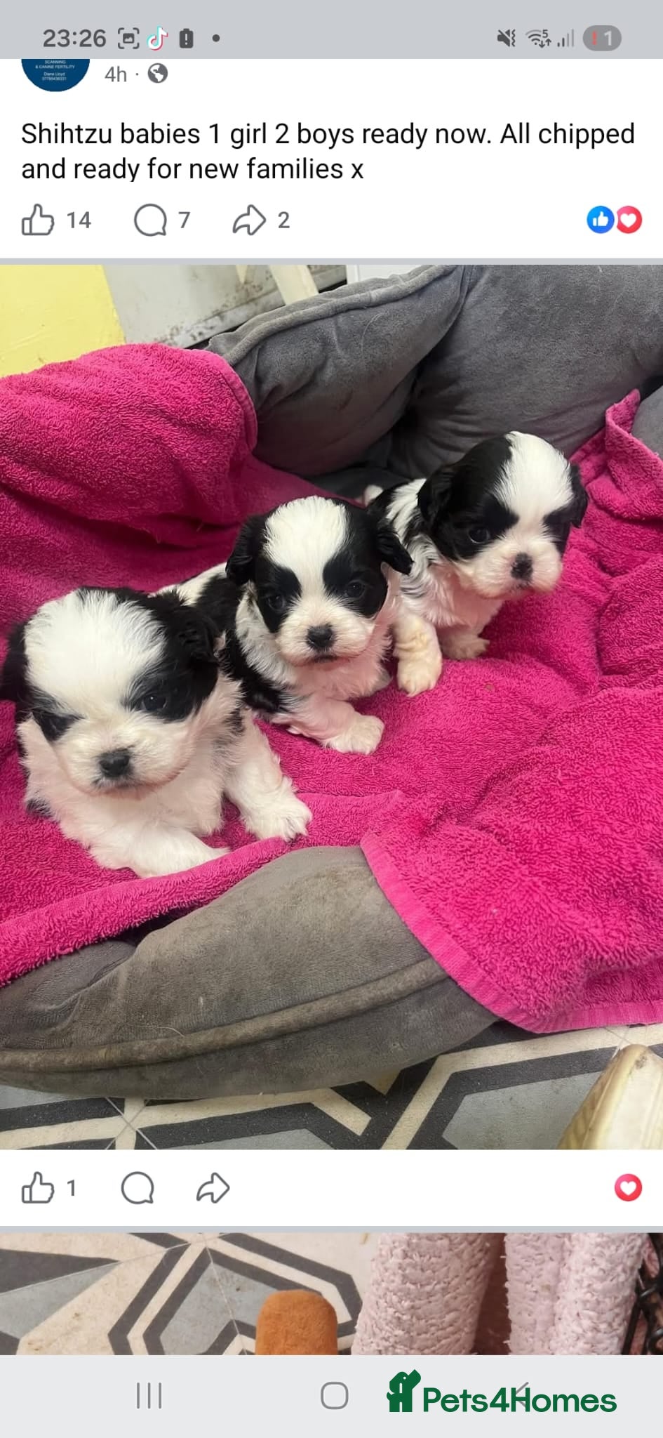 Shih Tzu dogs Shih tzu puppies for sale - Advert 1