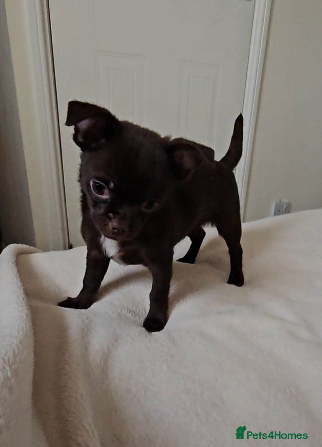 Chihuahua dogs for sale: Chihuahua  - Advert 8