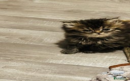 Persian cats for sale:  ⸻  ✨ Pedigree chinchilla Kittens  - Image 3