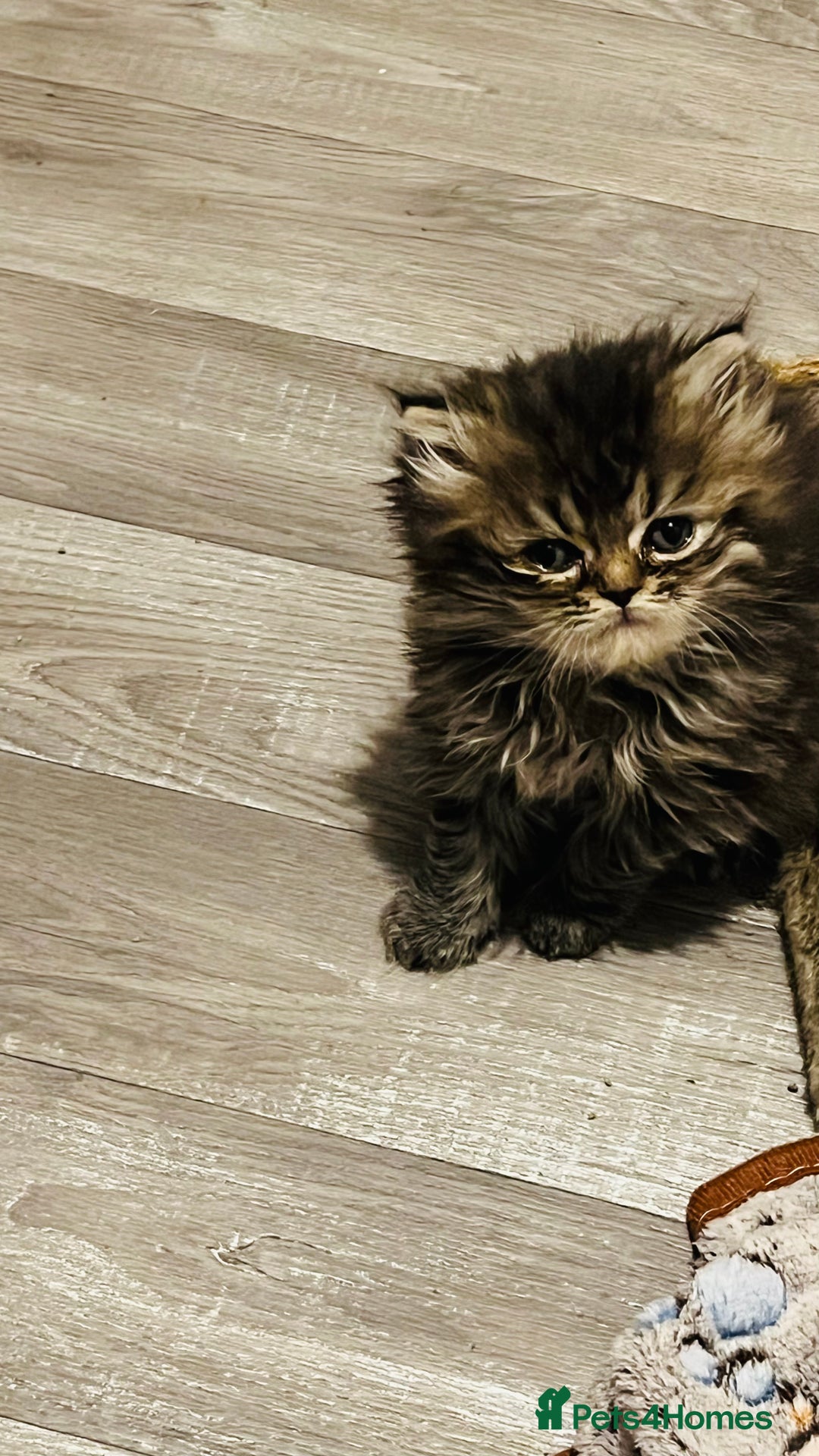 Persian cats for sale:  ⸻  ✨ Pedigree chinchilla Kittens  - Image 3