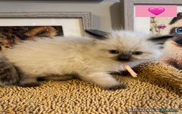 Ragdoll cats for sale: ✨Ragdoll Kittens✨ - Advert 5