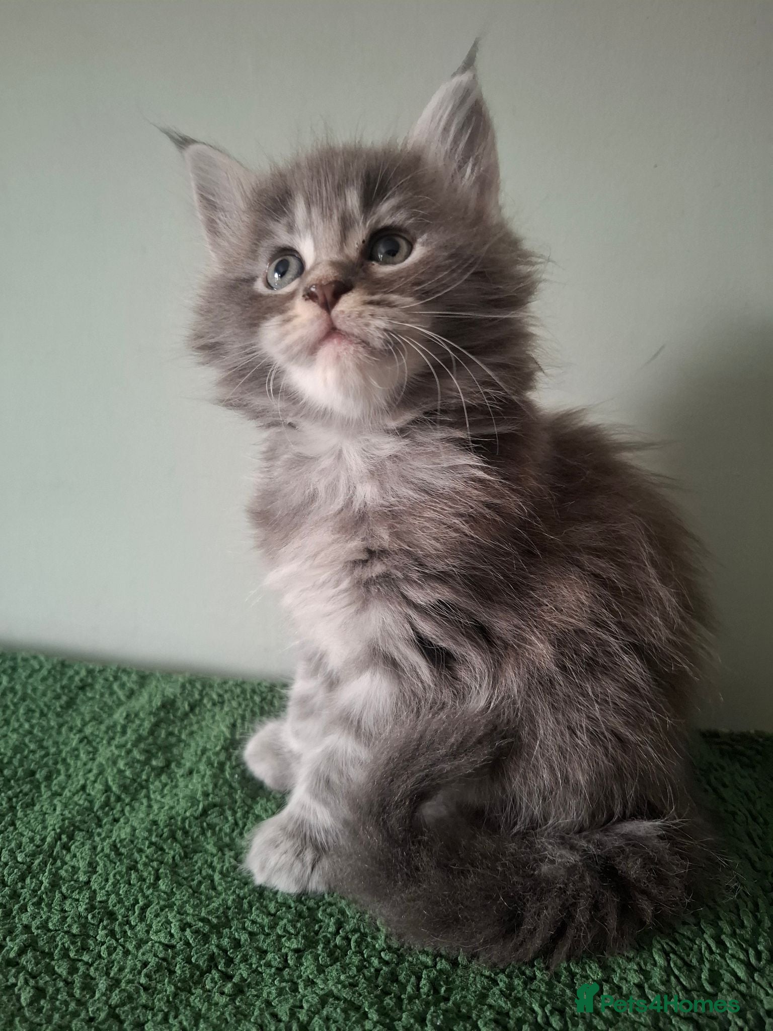 Maine Coon cats Tica registered Maine coon kittens - Advert 1