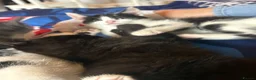 Mixed Breed cats for sale: Kittens  - Advert 13