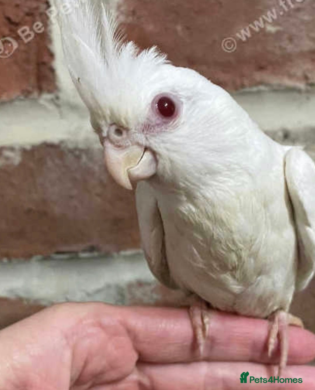 Cockatiels birds for sale: Baby Cockatiel, hand tame  - Advert 4