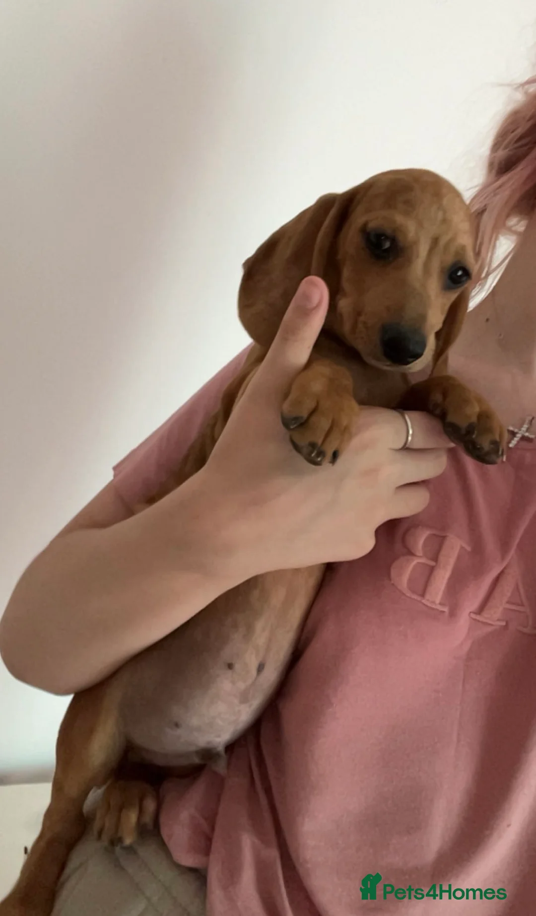 Miniature Dachshund dogs for sale: 5 Beautiful Miniature Dachshund Puppies For Sale - Advert 2