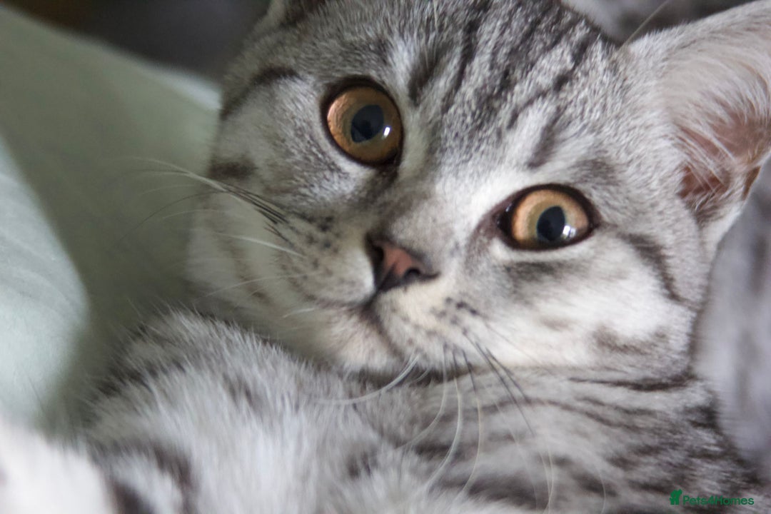 British Shorthair cats for sale: GCCF REGISTERED CHAMPION LINES SILVER SPOTTED BSH - Image 21