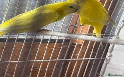 Budgerigars birds for sale: Stunning healthy budgies - Image 3