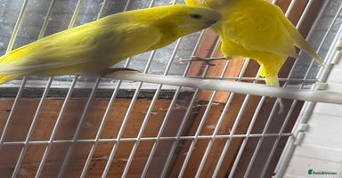 Budgerigars birds - Advert 7