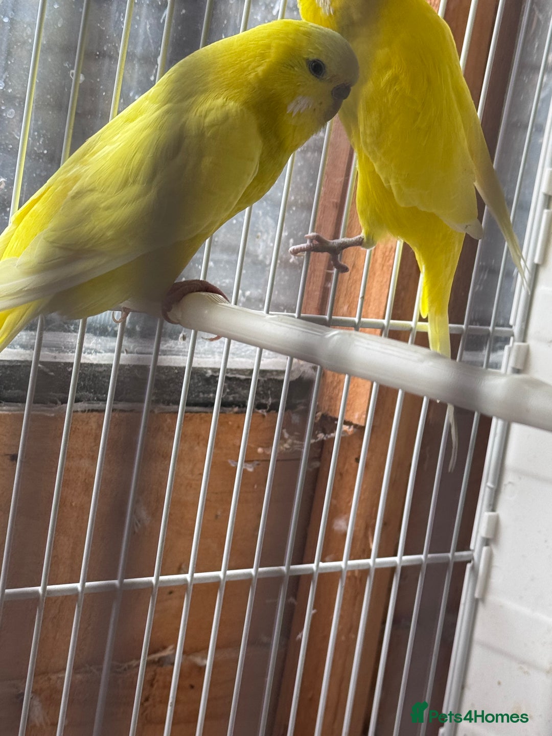 Budgerigars birds for sale: Stunning healthy budgies - Image 3