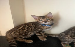 Bengal cats for sale: Available Pure Bengal kittens now! ♥️ - Image 4