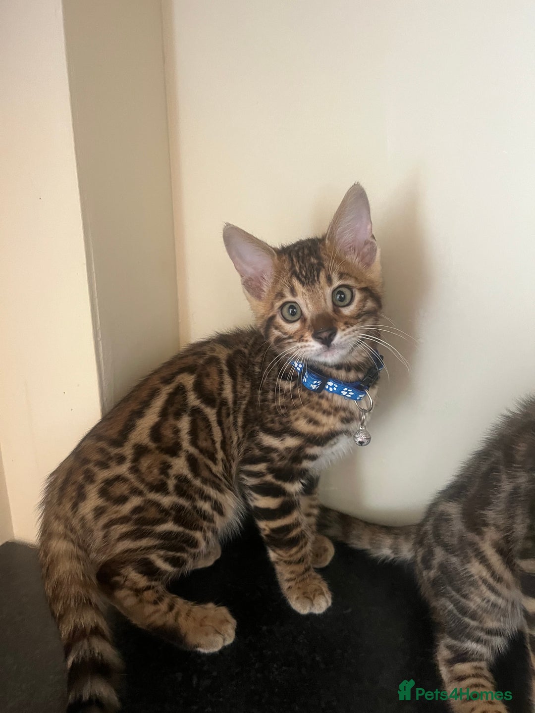Bengal cats for sale: Available Pure Bengal kittens now! ♥️ - Image 4