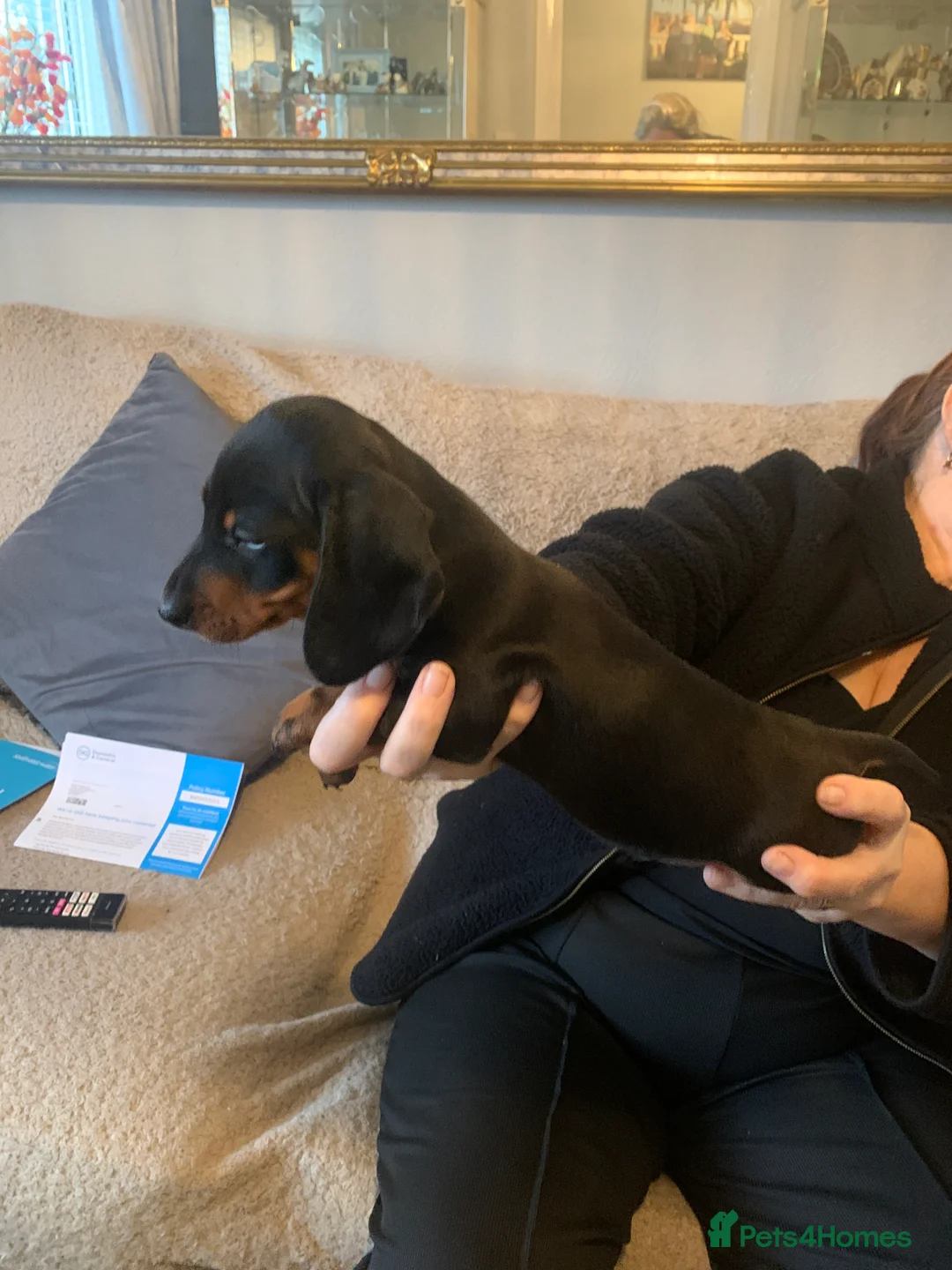 Dachshund dogs for sale: Dachshund puppies  - Advert 5