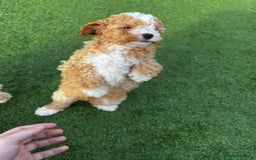 Cavapoo dogs for sale: Beautiful cavapoo puppies  - Image 9