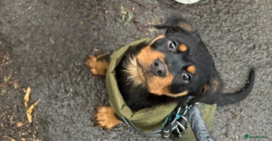 Rottweiler dogs - Advert 2