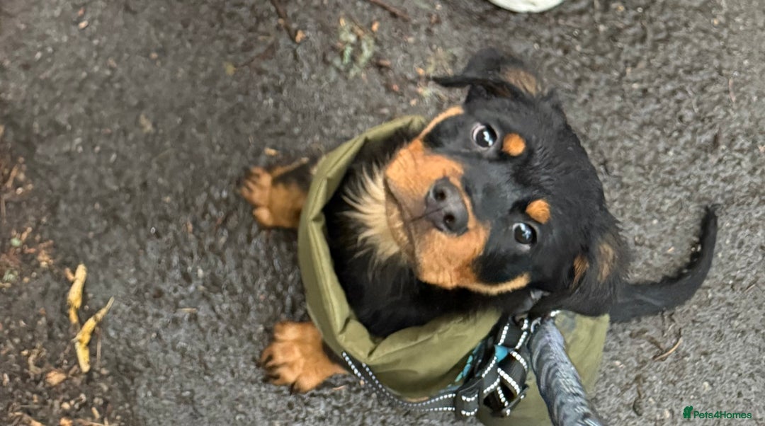 Rottweiler dogs for sale: 16 week old Rottweiler for sale  - Image 2