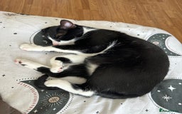 Domestic Shorthair cats for sale: Lovely cat-Tuxedo black and white breed  - Image 7