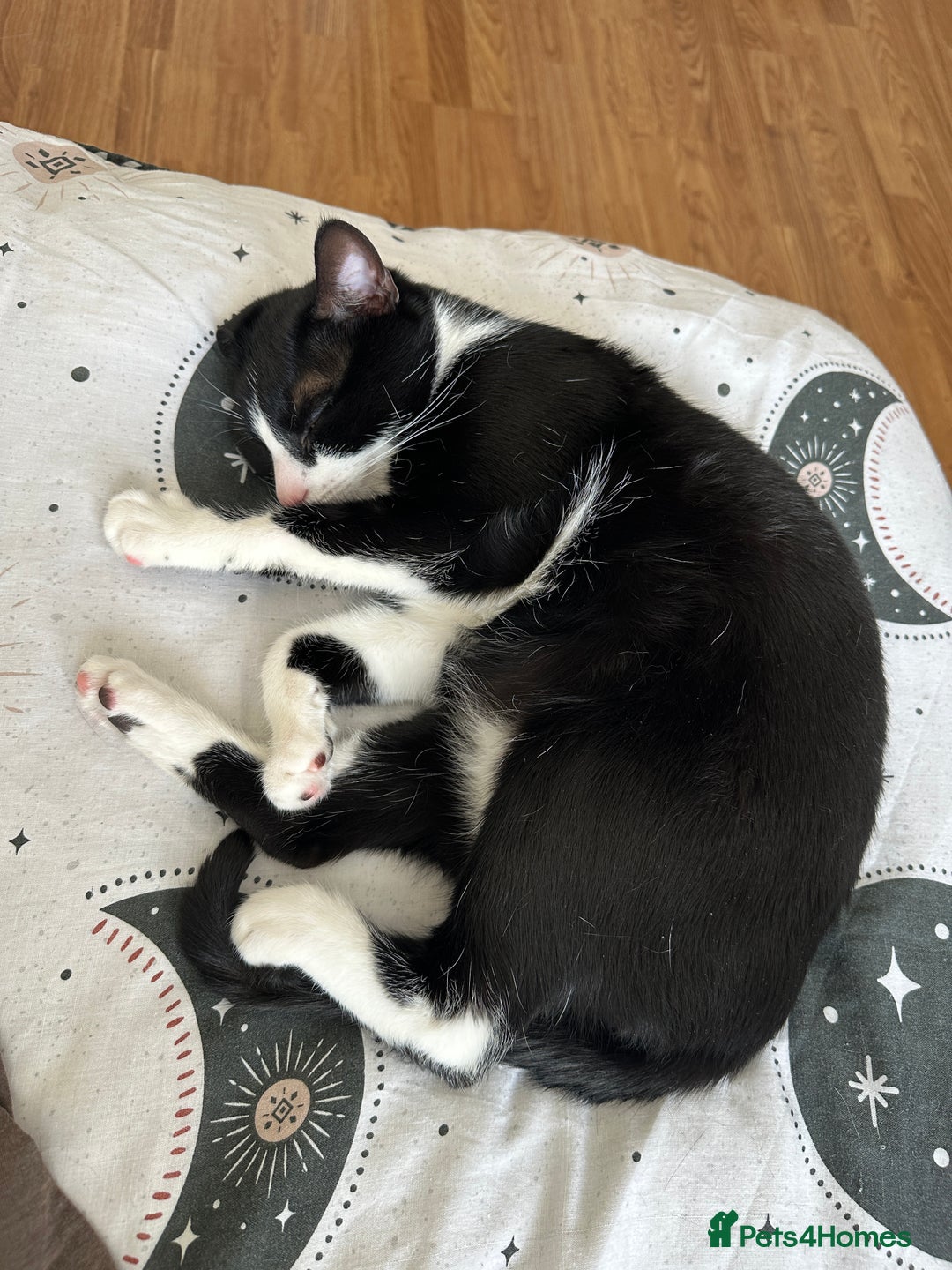 Domestic Shorthair cats for sale: Lovely cat-Tuxedo black and white breed  - Image 7