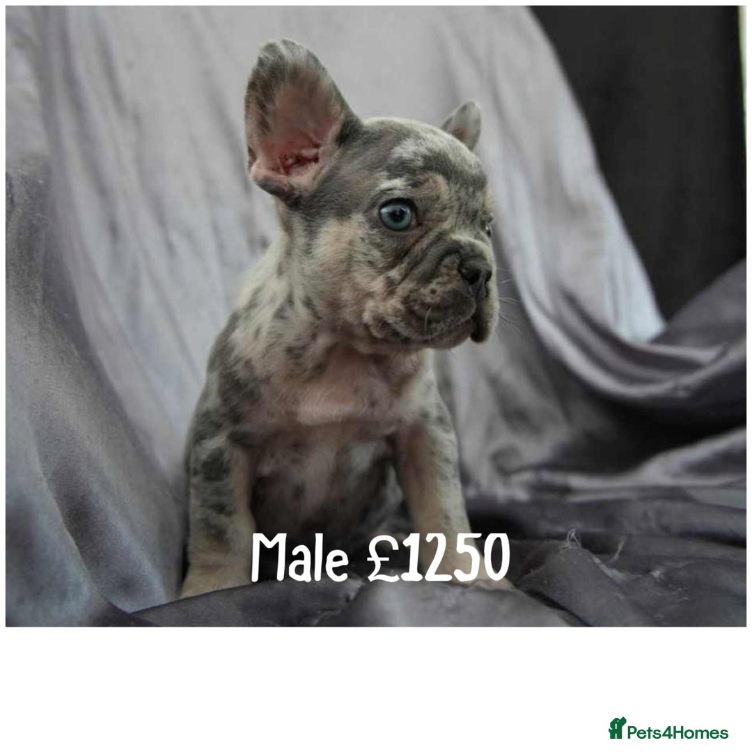 French Bulldog dogs for sale: French Bulldog - Image 3