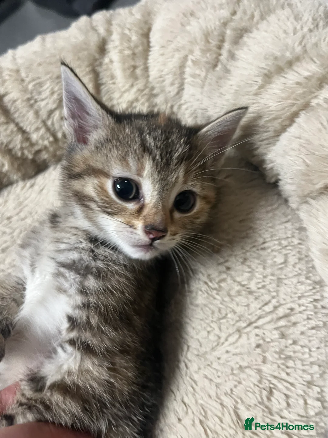 Mixed Breed cats for sale:  🐾 Stunning Mixed Tabby Kittens Available 🐾 - Advert 4