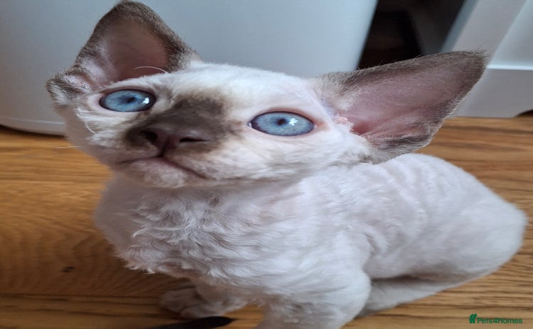 Devon Rex cats - Advert 1