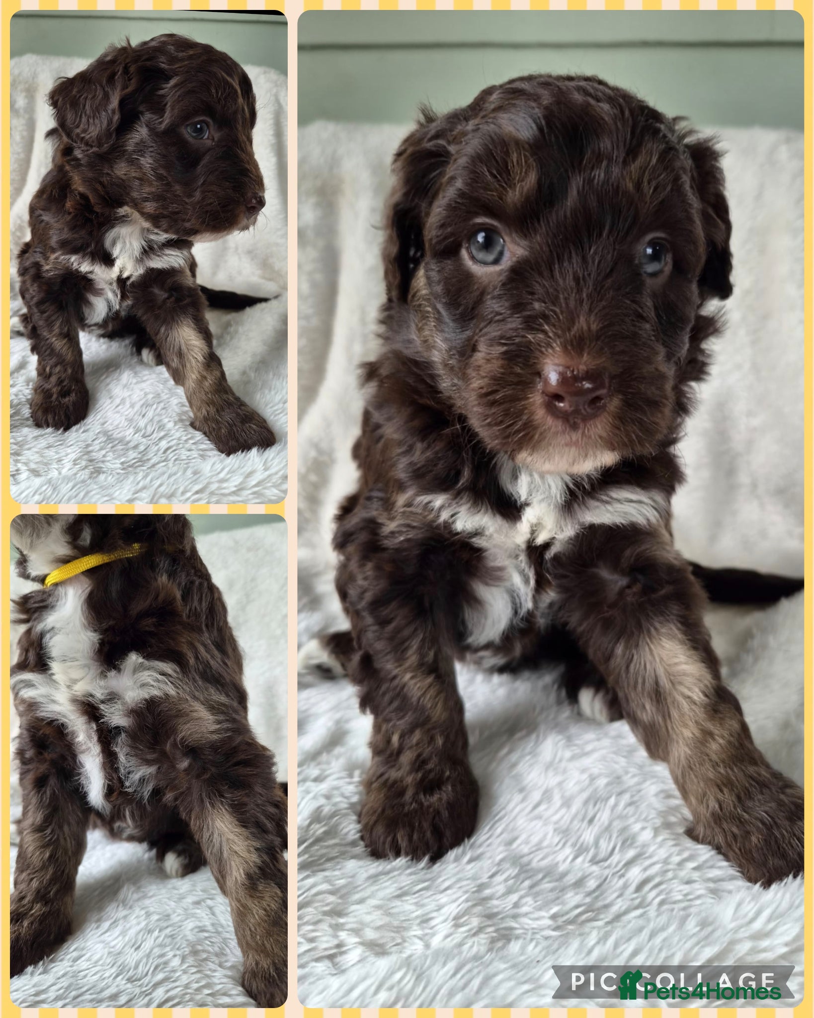 Bordoodle dogs F1 Bordoodles - DNA health tested - Advert 2