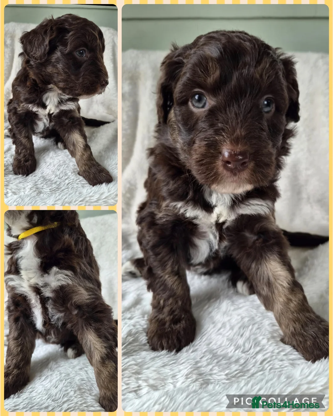 Bordoodle dogs for sale: F1 Bordoodles - DNA health tested - Advert 2