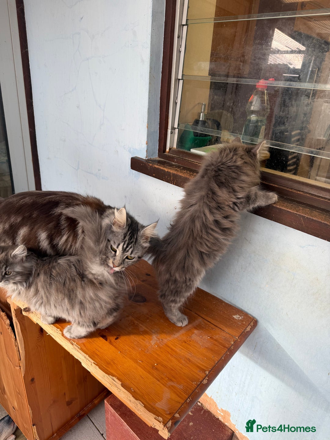 Maine Coon cats for sale: Maine Coon - Advert 31